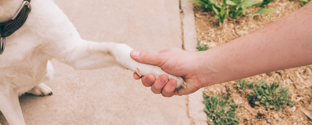 Chien donnant la pate