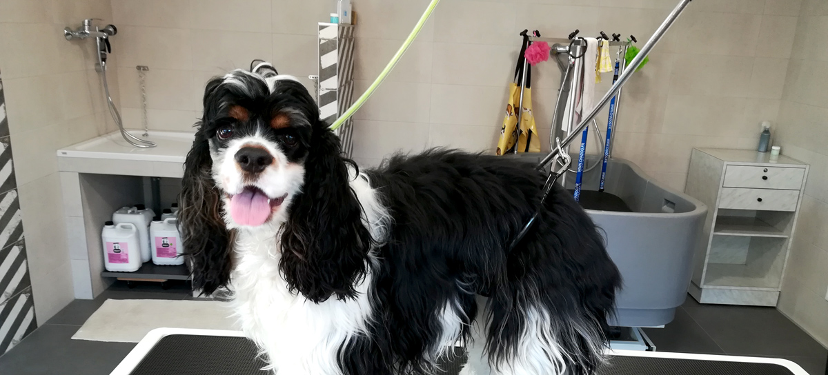 Chien sur une table de toilettage