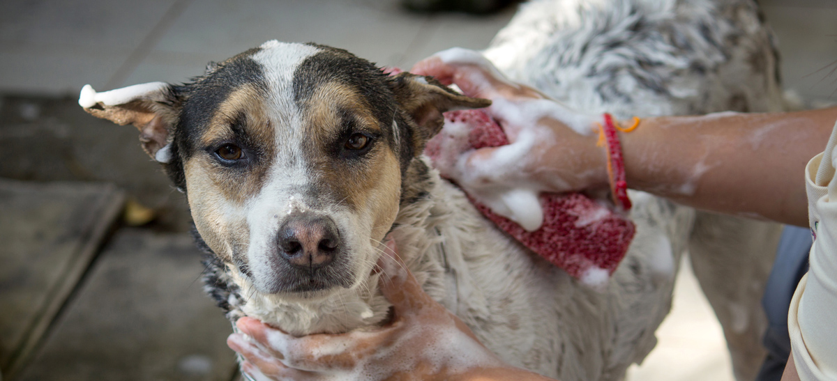 Toilettage d'un chien